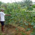 Serbuan Teritorial, Babinsa Koramil 04/Pasir Penyu Bantu Warga Bersihkan Kebun Mentimun di Desa Sidomulyo